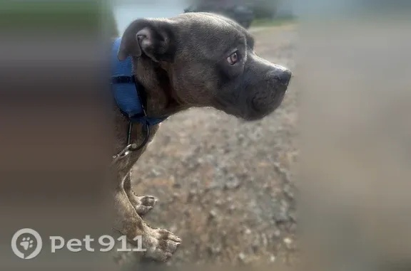 Lost and found pets Tacoma, photo: Lost Dog, 16th Avenue Court South, 10615, Tacoma — male Cane Corso puppy