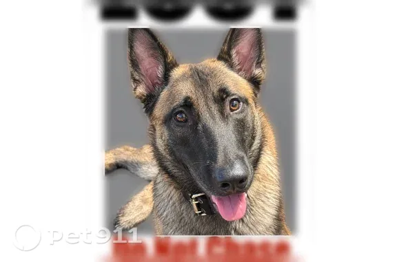 Lost dog, McIntyre Square Drive, 20, West View — male with a tan body and black face - photo