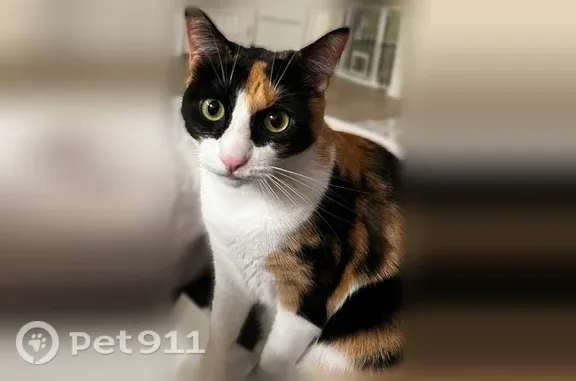 Lost cat, Jean Marie Drive, 1856, Winter Garden — black, white and orange calico with six toes - photo