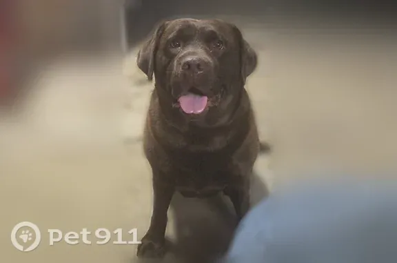 Lost female dog, New Berlin — dark chocolate Lab, 60–70 lbs - photo