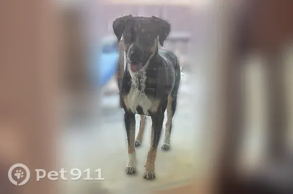 Found dog Houston, photo: Found dog, Modella Avenue, 3000, Dallas, Houston — female with a white spotted chest and paws