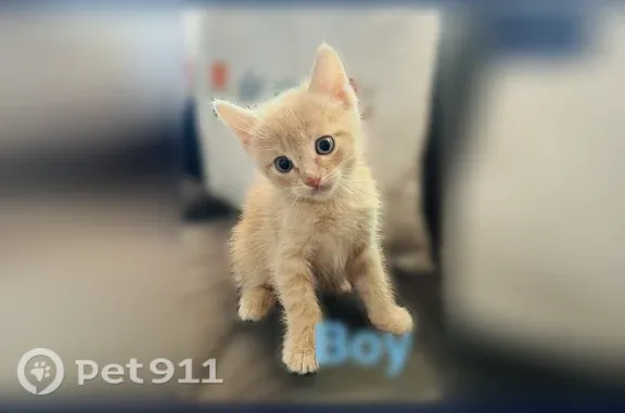 Lost and found pets West Jordan, photo: Lost cat, Park Point Drive, 4838, West Jordan — 4-week-old male with green-blue eyes