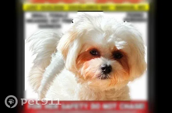 Lost dog, Pride Avenue, Inwood — female, fluffy with a hot pink harness - photo