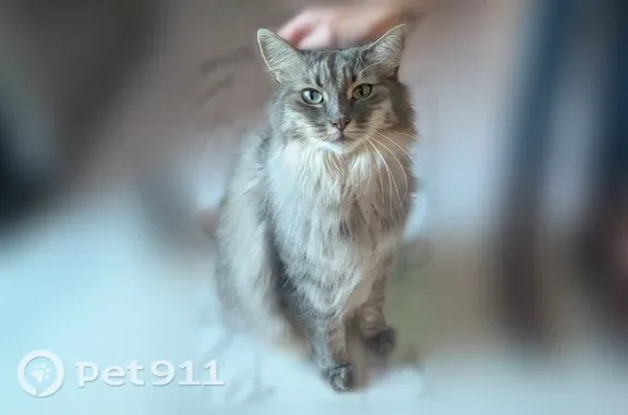 Lost and found pets Warwick, photo: Lost Cat, female, Phillips Avenue, 136, Warwick — huge fluffy tail