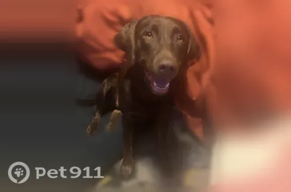 Lost female dog, Frank Cottle Road, 203, Teachey — brown chocolate Lab with green collar - photo
