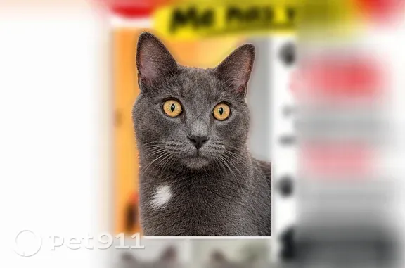 Lost and found pets Mauldin, photo: Lost cat, male, Centimeters Drive, 21, Simpsonville — gray fur with a white chest patch