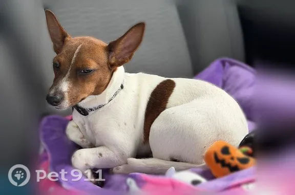 Lost dog, Northwest 10th Street, 3040, Ocala, Orlando — female, shy and friendly - photo