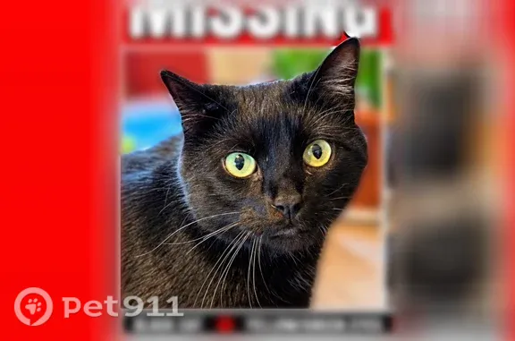Lost and found pets Goodyear, photo: Lost male cat, West Miami Street, 16070, Goodyear — diabetic, green collar
