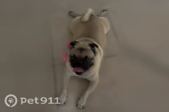 Lost female dog, Fairmont Avenue, 3721, Pharr — beige and black coat - photo