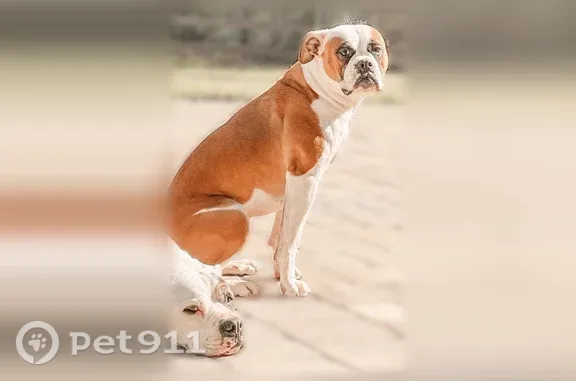 Lost dog, CR 13 North, 7701, St. Augustine — female tan-and-white bulldog - photo