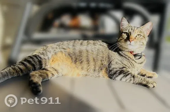 Lost cat, Diversey Drive, 836, St. Louis, Webster Groves — female, friendly and sweet - photo