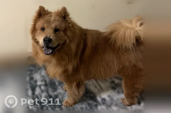 Lost dog, East 91st Street, 5804, Tulsa — skittish but mostly friendly - photo