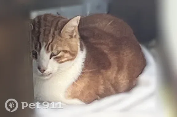 Lost and found pets Charlotte, photo: Found cat, Walkers Ferry Road, 9800, Charlotte — huge and well cared for