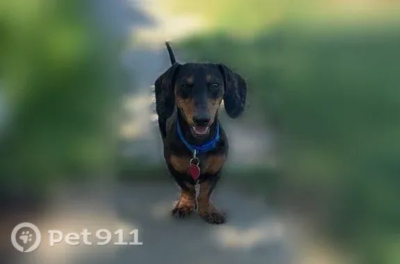 Lost dog, County Road 24, 6371, Orland, Orland — male dog with brown paws - photo