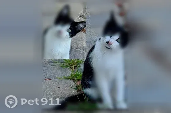 Lost and found pets Torrance, photo: Lost cat, Andreo Avenue, 2756, Torrance — small female cat