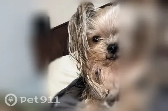 Lost dog, female, Wilson Road, 6266, Bakersfield — missing one eye - photo