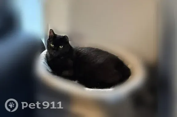 Lost male cat, 17th Street Southwest, 1619, Canton, Canton — missing an ear - photo