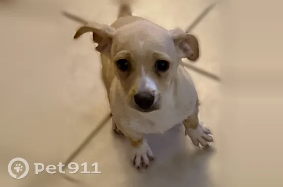 Lost male dog, Margalene Way, 1914, Wells Branch, Austin - photo