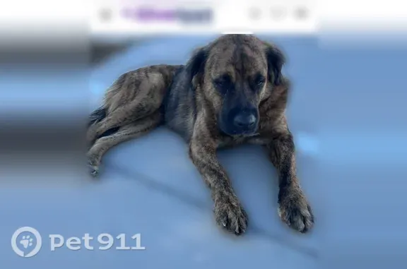 Lost and found pets Avondale, photo: Lost dog, West Hopi Street, 11228, Avondale — male, shy and fast