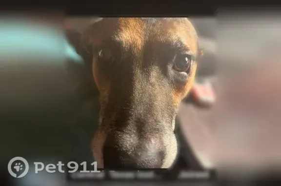 Lost male dog, Herring Avenue, 2024, Waco — went missing early this morning - photo