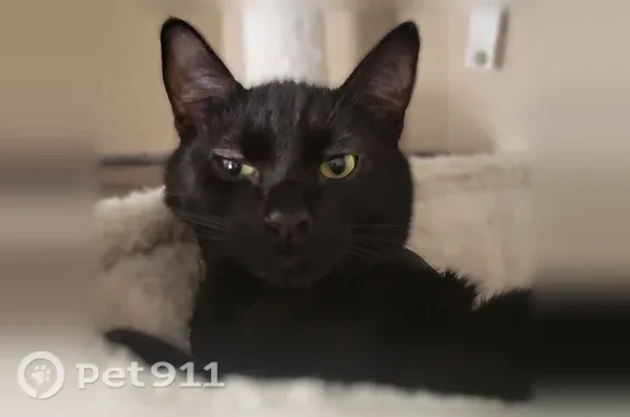 Lost cat, South Patterson, 2856, Mesa — male black shorthair - photo