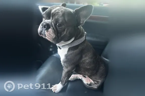 Lost dog, South Yale Avenue, 3763, Tulsa — male blue and white Frenchton - photo