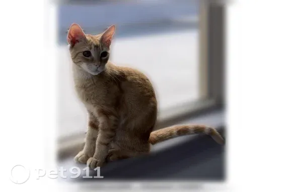 Lost and found pets Georgetown, photo: Lost cat, Sunset Hill Way, 1057, Georgetown — male orange tabby with striped tail
