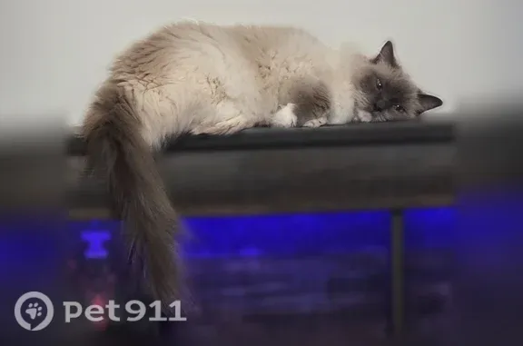 Lost and found pets Harvest, photo: Lost cat, female, Wellhouse Drive, 16733, Harvest, Harvest — gray and white Ragdoll