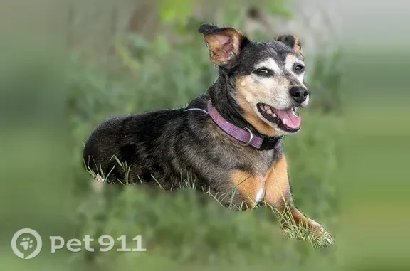 Lost dog, female, Dublin, Virginia, Dublin — lean and agile - photo