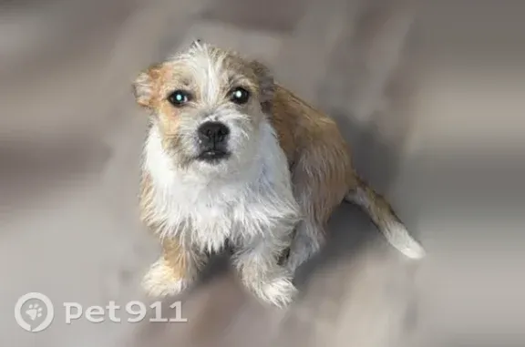 Lost and found pets Hobart, photo: Lost dog, South Liverpool Road, 5445, Hobart — male with brown eyes