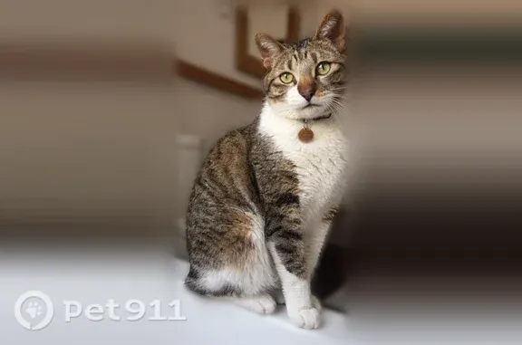 Lost cat, West 51st Street, 2331, Westwood, Westwood — male with dark stripes and a white belly - photo