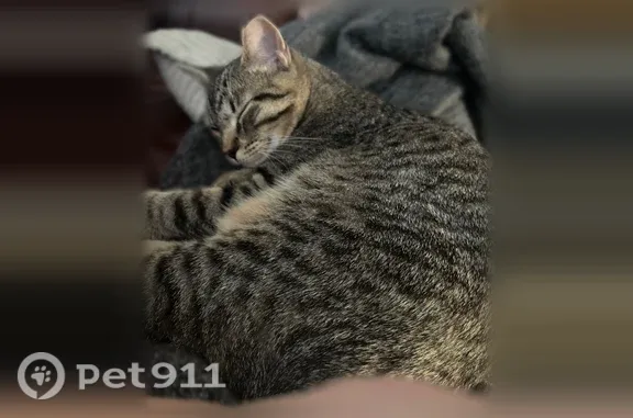 Lost male cat, El Monte Street, 6707, Prairie Village — shy brown tabby - photo