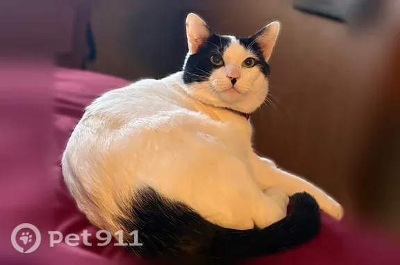 Lost cat, Guy — male, 10–12 lb, white with black spots - photo