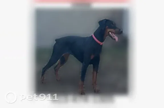 Lost dog, Marmon St, Chicopee — female with a purple collar - photo
