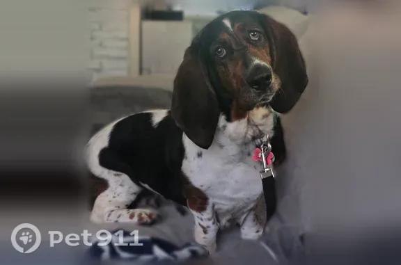 Lost dog, female, Iron Weed Drive, 4678, McLeansville — slipped under the fence - photo