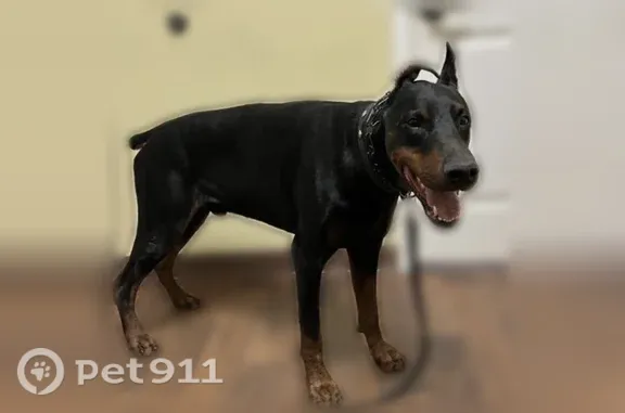 Lost dog, male Doberman, T C Jester Boulevard, 4502, Houston, San Bruno — black and brown coat - photo