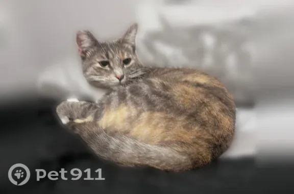 Lost and found pets Terry, photo: Lost female cat, East Flowers Road, Mississippi, Terry — clipped right ear