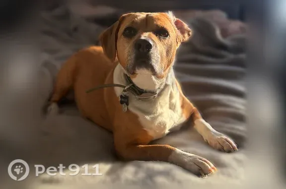 Lost dog, Queen Avenue, 120, Warrenton — brown and black, green collar - photo