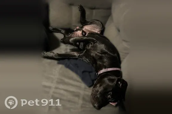 Lost dog, male dog, New Haven, Michigan, Detroit — purple collar - photo