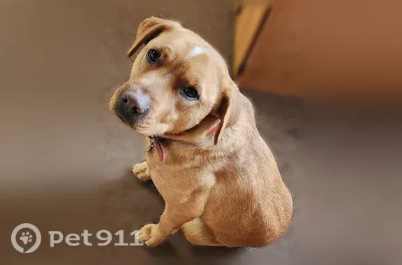 Lost male dog, Main Street, 308, Jacksonport — golden brown with a red collar - photo