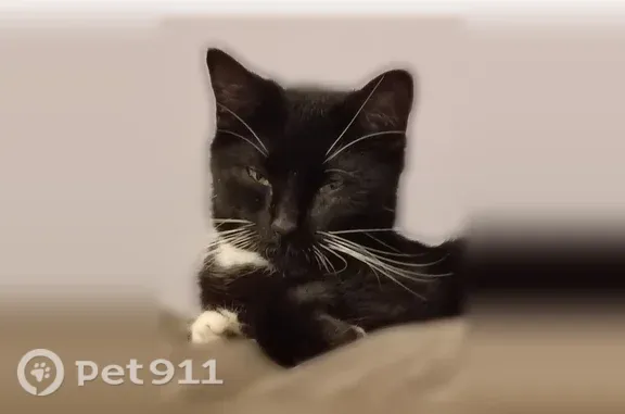 Missing cat Corpus Christi, photo: Lost female cat, Cork Drive, Corpus Christi — tuxedo cat with a clipped ear tip