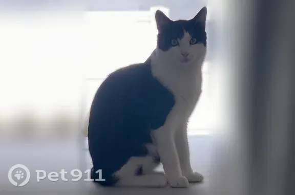 Lost and found pets Yonkers, photo: Lost Cat, Midland Avenue, 156, Yonkers — Male American Shorthair