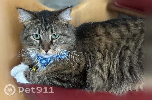 Lost and found pets McKinney, photo: Lost cat, West Heard Street, 203, McKinney — female with fluffy dark brown and tan fur