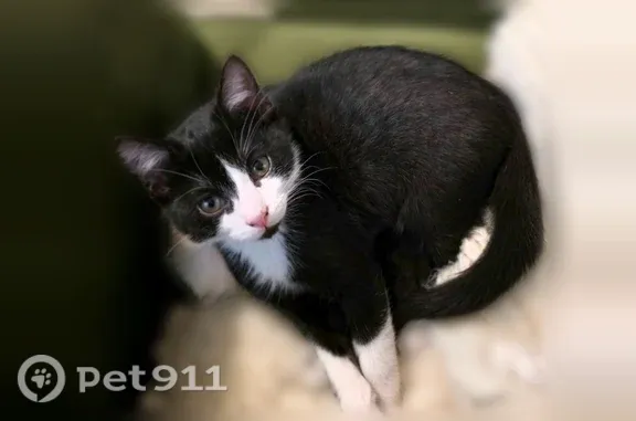 Lost cat, West Bruns Road, Manhattan — male with a white nose stripe - photo