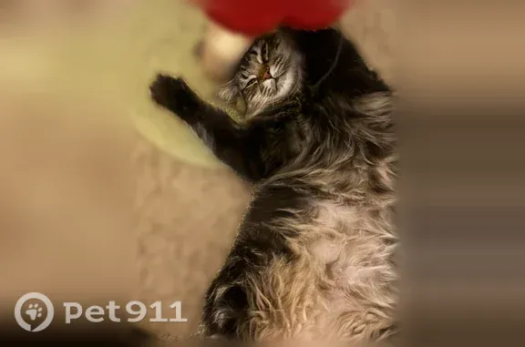 Lost and found pets Conway, photo: Lost Female Cat, Rupert Drive, 3935, Conway — Black-and-Brown Tabby