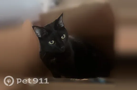 Lost cat, South 30th West Avenue, 6366, Arlington — male with yellow-green eyes - photo