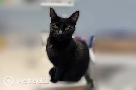 Lost cat, School House Road, 609, Monroe — female, about 8 lbs - photo
