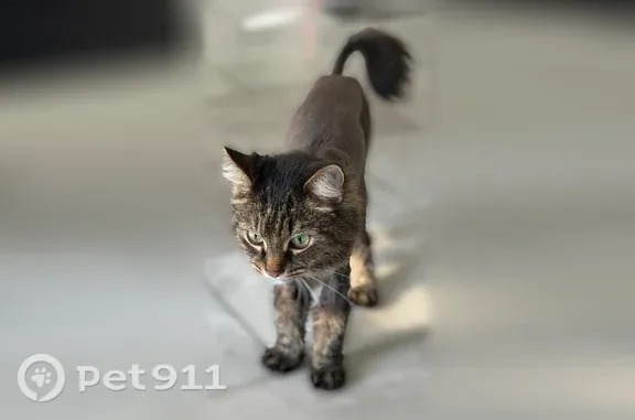 Lost cat, female, Gerden Drive, 107, Richmond Hill — shaved and brown - photo