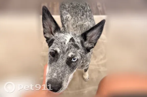 Lost Dog, South Nellis Boulevard, 2719, Las Vegas — shy female with heterochromia - photo