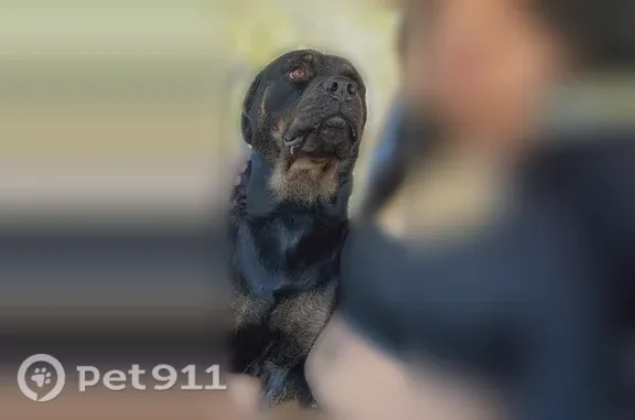 Lost dog, Summerfield, FL 34491, USA, Astatula — sweet female who won't bite - photo